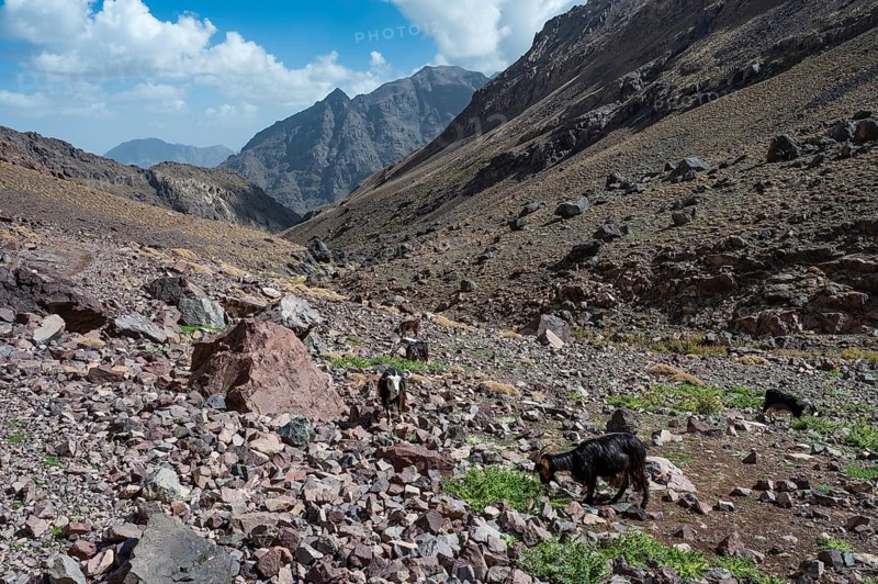 Goats on the trail to Toubkal, the highest mountain in North Africa