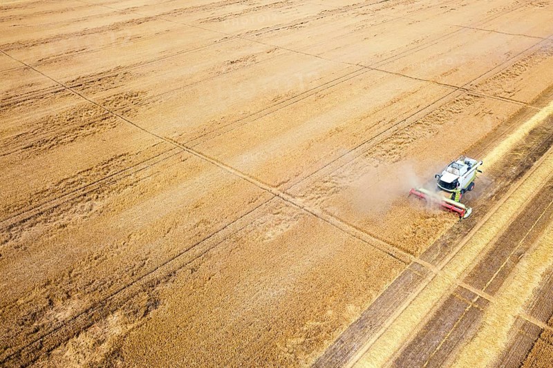 Combine harvester working on a wheat field. Combine harvester Aerial view