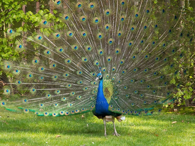 A peacock spreads its colourful plumage in the garden, Apeldoorn, Netherlands