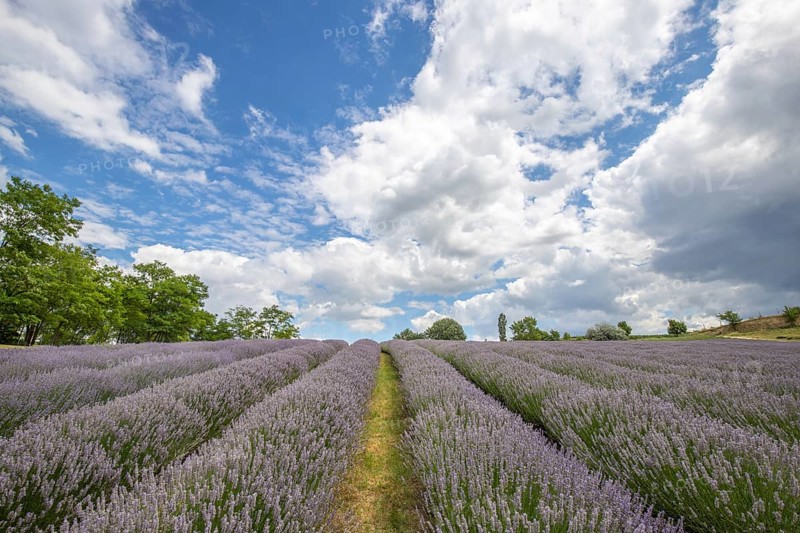 Beautiful summer evening in a lavender field. Large blue lavender bushes blooming in a cultivation area. Landscape shot under a cloudy sky at Lake Balaton, Hungary, Europe