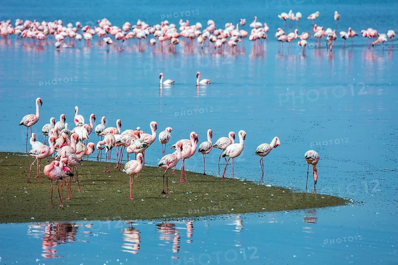 Soloist. Flock of white and pink flamingos feed themselves in coastal silt. Namibia. Sunrise. Concept of eco-friendly, active, photo tourism and bird watching