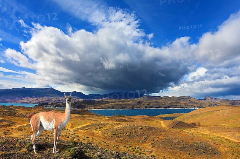 Beautiful day in early autumn in Patagonia. National Park Torres del Paine. On the yellowed grass stands guanaco - Lama