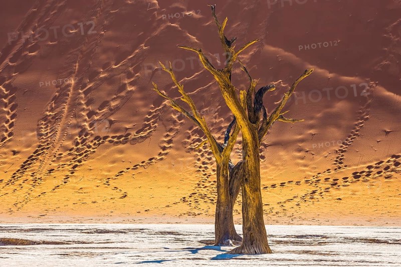 Namib-Naukluft National Park. The bottom of a dry lake with dry trees. Huge dunes with footprints on the sandy slopes