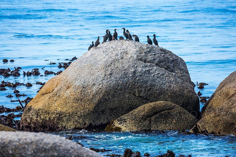 Huge boulders on the beach of the Atlantic Ocean. The concept of ecotourism. Boulders Penguin Colony in the Table Mountain National Park. African black-and-white penguins