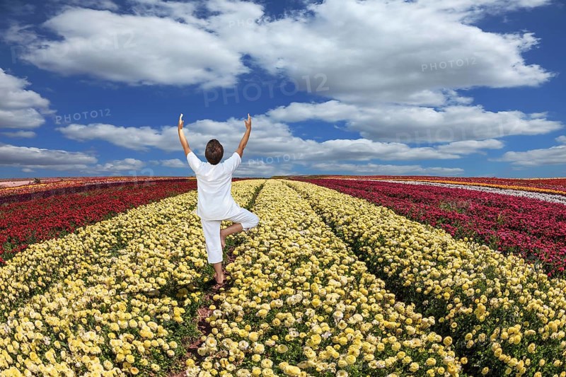 Buttercups blooming garden. Farmers field with flowers grown for export sales. An elderly woman dressed in white doing yoga pose Tree