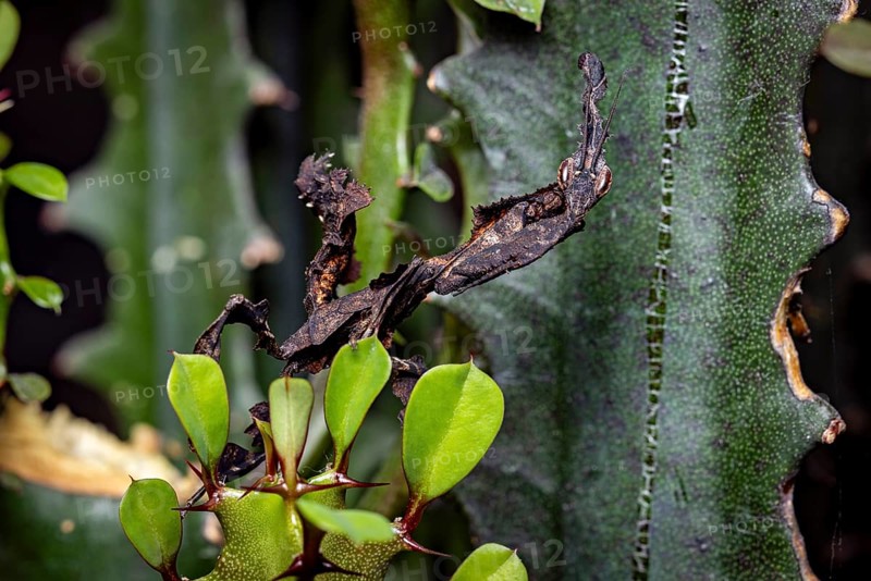 A deciduous mantis with dark camouflage resting on a green plant with leaves, ghost mantis (Phyllocrania paradoxa)