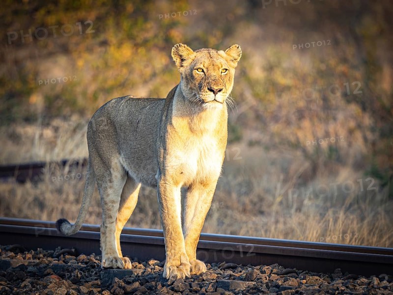 Female lioness (Panthera leo) standing on railway track, Balule Plains, South Africa, Africa