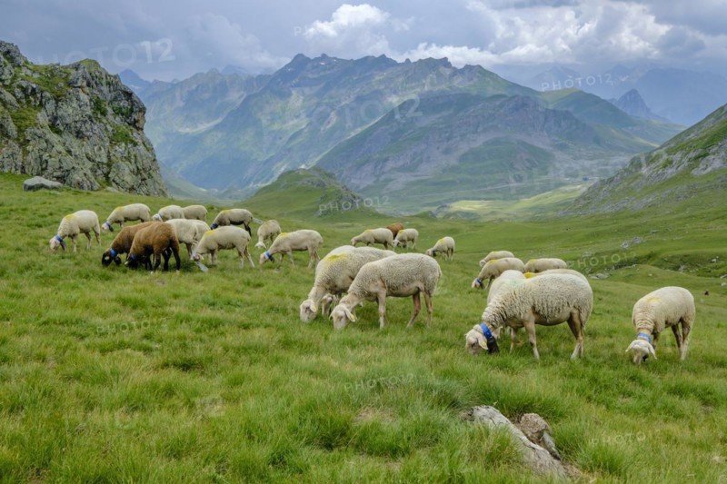 Flock of sheep in the meadows of Portalet, Ayous lakes tour, Pyrenees National Park, Pyrenees Atlantiques, France, Europe