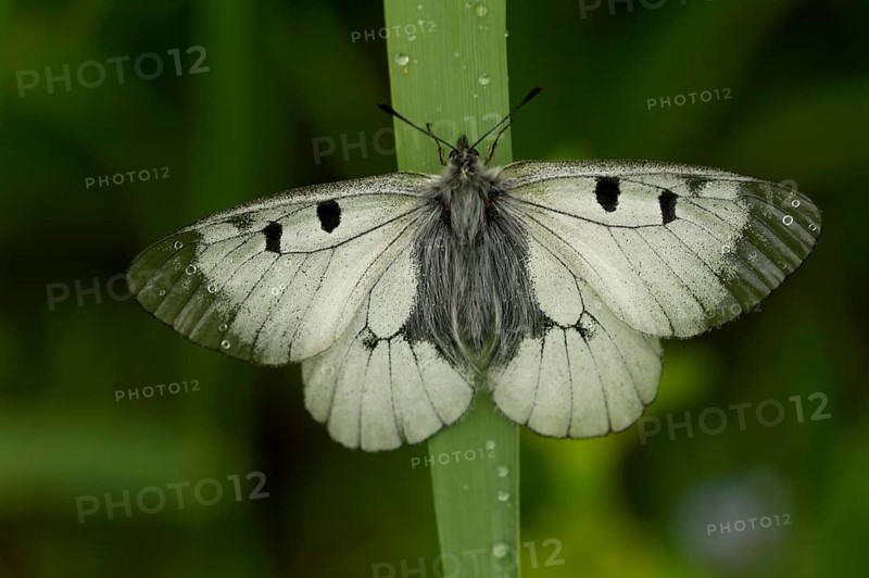 Clouded Apollo (Parnassius mnemosyne)
