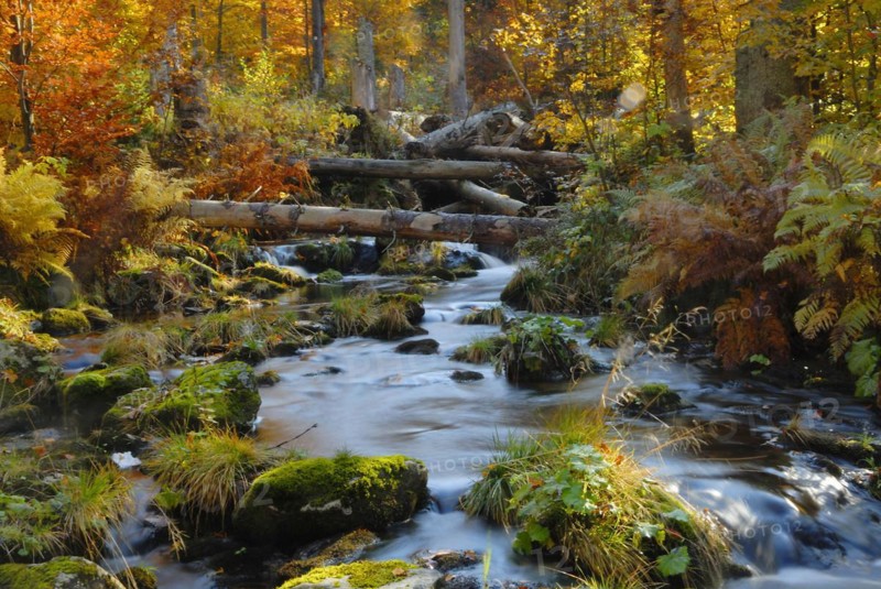 Small Ohe in the Bavarian Forest, in autumn Small Ohe in the Bavarian Forest, in the fall