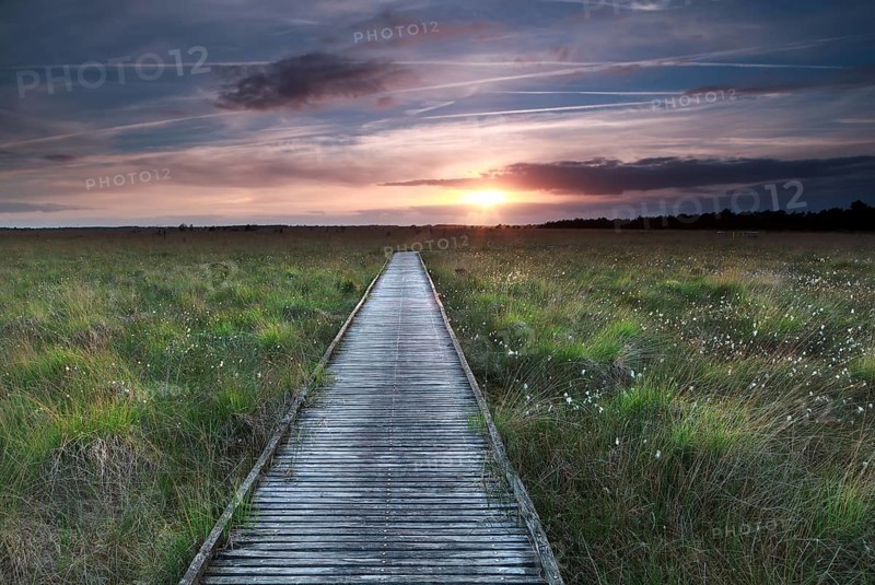 Wooden path on marsh and summer sunset