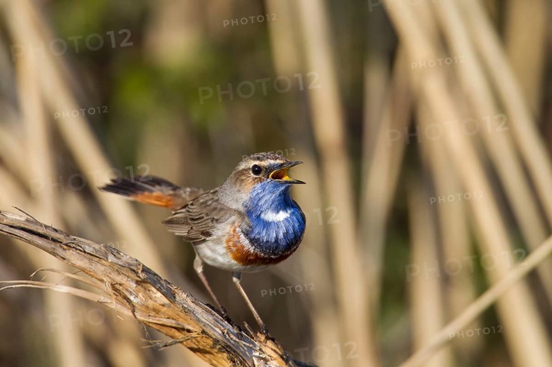 Bluethroat, Luscinia svecica, bluethroat