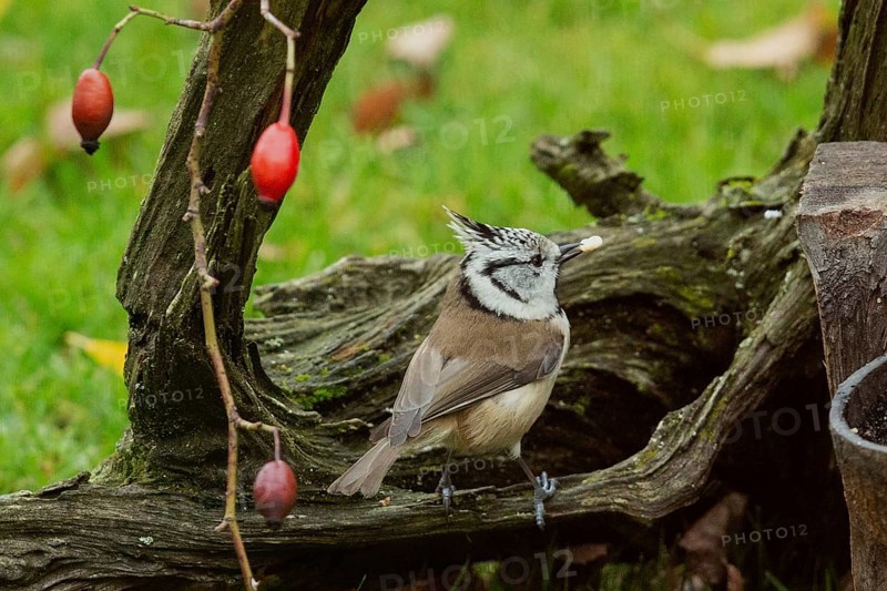 Crested tit with food in beak sitting on tree stump with red rose hips looking right