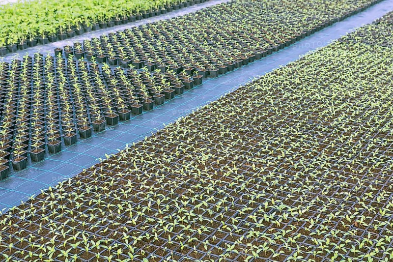 Baby plants growing inside of pots greenhouse nursery