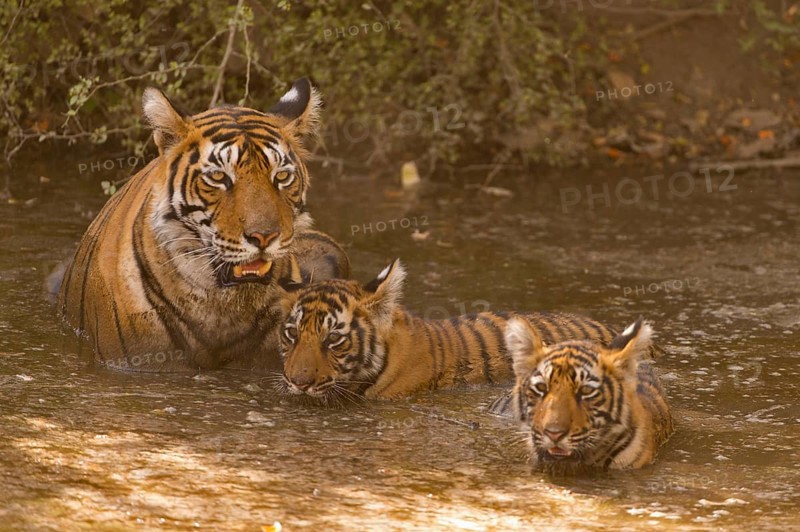 Wild Indian or Bengal tigress with two young cubs cooling off in a waterhole on a hot summer day in Ranthambhore tiger reserve, India, Asia