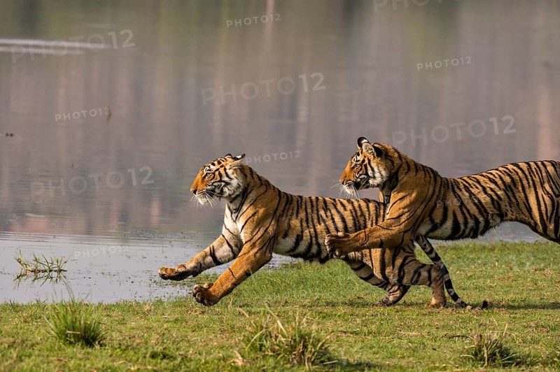 Bengal tiger in Ranthambhore national park, rajasthan, India, Asia