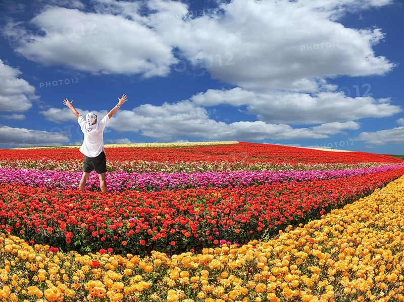 Enthusiastic tourist threw up his hands. Bright festive red blooming field of buttercups. Warm spring day
