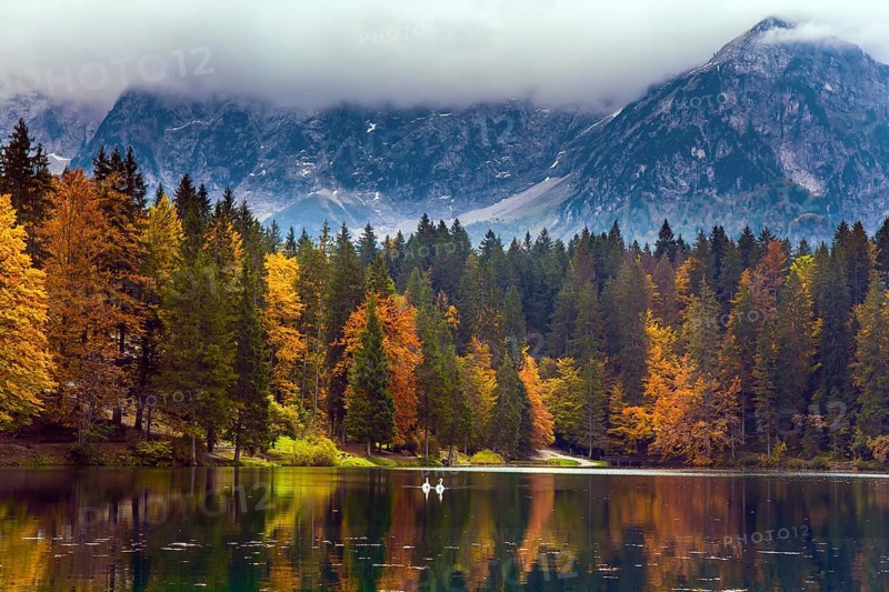 The Dolomites are covered with clouds. Orange and yellow trees are reflected in the green smooth water. Lake Fuzine in Northern Italy. Magnificent colors of autumn