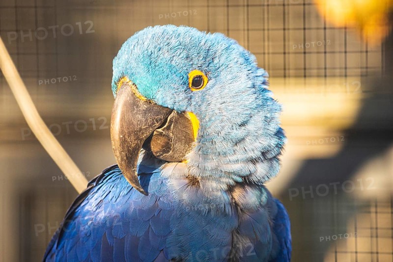 Blue parrot with large beak in front of a grid in the sunlight, Straubing Zoo, Lower Bavaria
