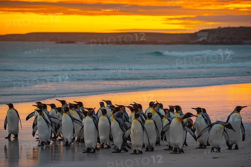 King penguins (Aptenodytes patagonicus), in the morning light on the beach, Volunteer Point, Falkland Islands, Great Britain, South Atlantic, South America