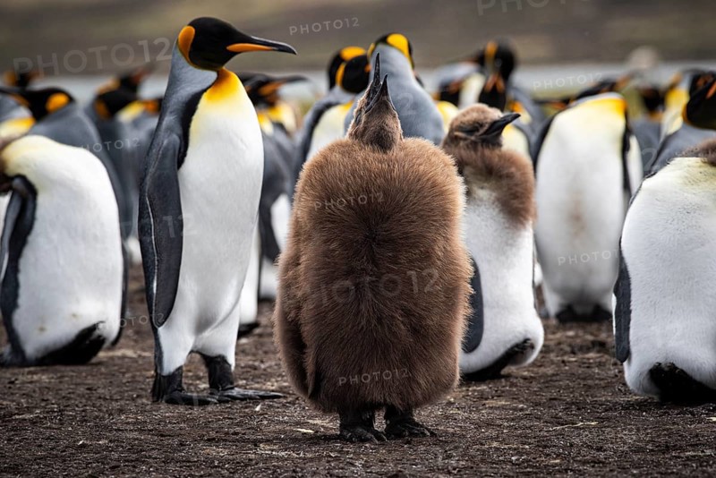 King penguins (Aptenodytes patagonicus), juvenile and adult birds at the edge of a colony, Volunteer Point, Falkland Islands, Great Britain, South Atlantic, South America