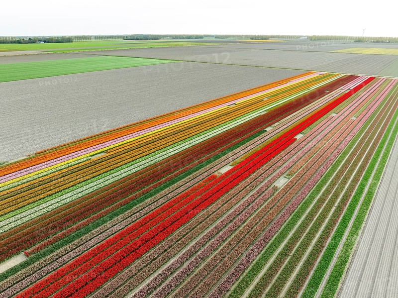 Aerial view of a beautiful landscape filled with colorful tulips