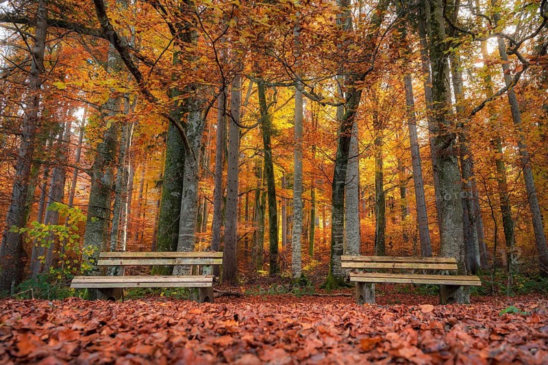 Fall scenery with two wooden benches on a carpet of autumn leaves, in a colorful deciduous forest, near Fussen, Bavaria, Germany, Europe