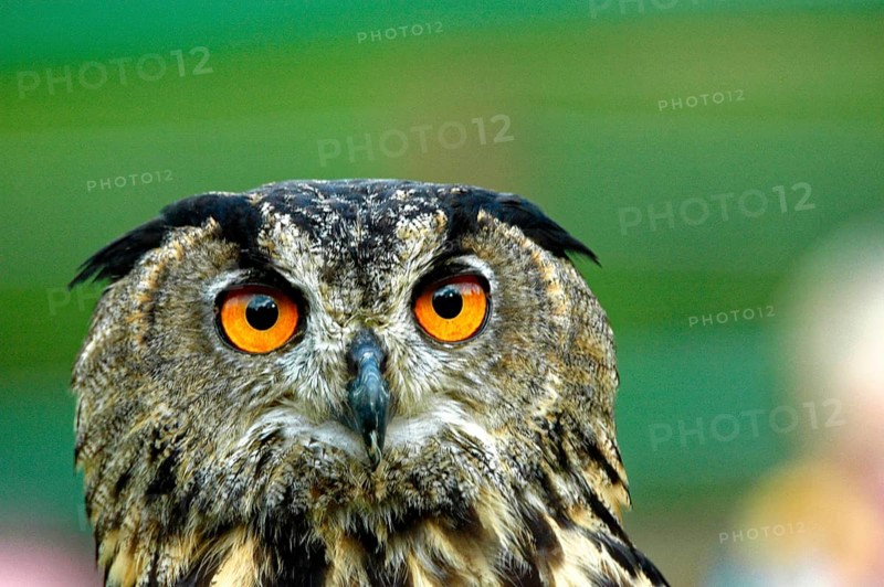 European eagle owl (Bubo bubo), captive, Germany, Europe, eagle owl, falconry Neunkirchen, Neunkirchen, Saarland, Europe