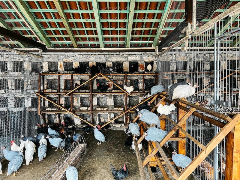 Guinea fowls and chickens sit on perches in a chicken coop.