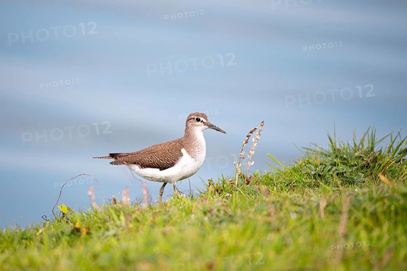 Common sandpiper (Actitis hypoleucos), in vegetation at the water's edge, Schleswig-Holstein Wadden Sea National Park, Germany, Europe
