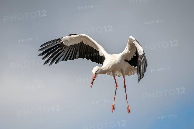 White stork (ciconia ciconia) in flight in a village in late winter