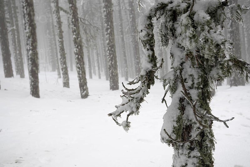 Winter forest landscape with mountain covered in snow and pine trees. Troodos mountains in Cyprus