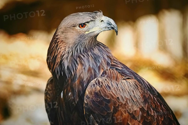 Close up Portrait of Golden Eagle (Aquila Chrysaetos Canadensis) Varna, Bulgaria, Europe