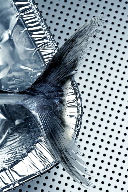 Little tunny, false albacore tail detail over silver background