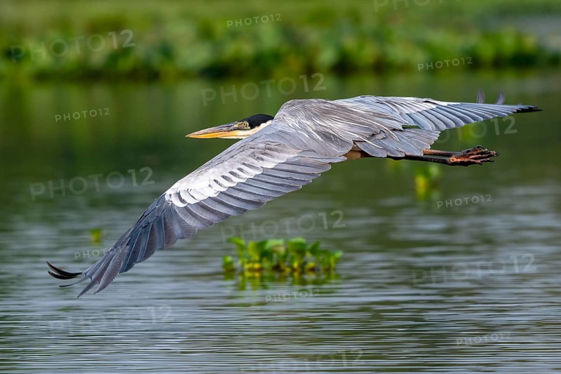 Cocoirei heron (Ardea cocoi), flying, in flight, Pantanal, inland, wetland, UNESCO Biosphere Reserve, World Heritage Site, wetland biotope, Mato Grosso, Brazil, South America