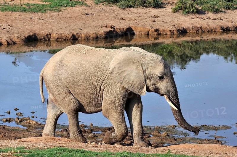 A female African Elephant in the Addo Park, South Africa, Africa