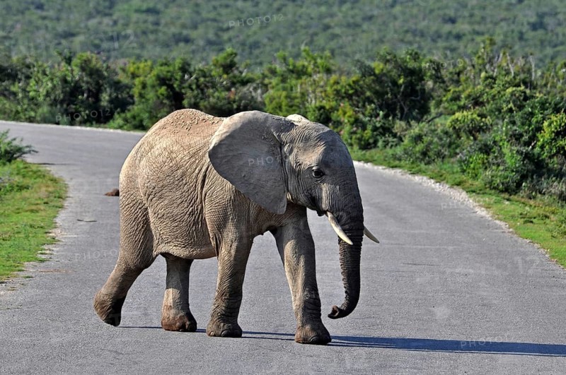 A female African Elephant in the Addo Park, South Africa, Africa