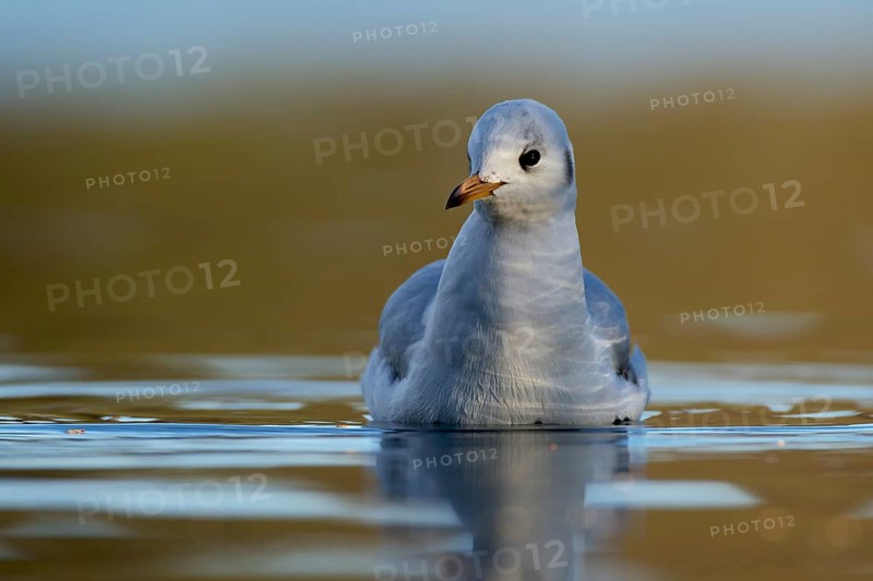 Black-headed gull in the twilight