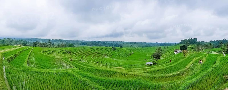 Panorama view on rice terraces Jatiluwih, Bali, Indonesia, Asia