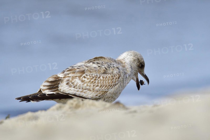 Juvenile herring gull foraging. portrait from a European herring gull