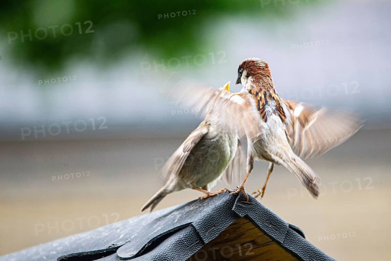 Sparrows at feeding time