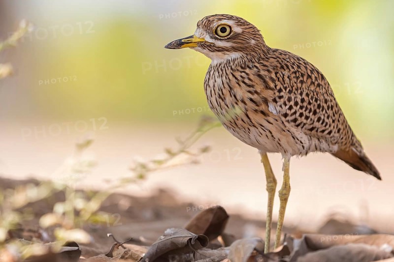 Animals, Birds, Cape Stone Curlew, (Burhinus capensis), Biotope, Habitat, Foraging, Al Baleed Archeological Park, Salalah, Sohar, Oman, Asia
