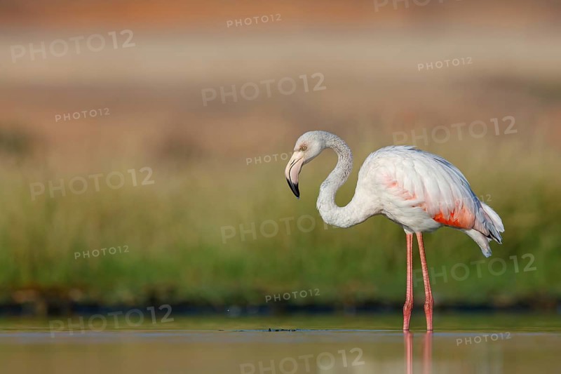 Pink flamingo, (Phoenicopterus ruber), Phoenicopterus roseus, animals, birds, flamingo, biotope, habitat, waters, foraging, Lesbos, Salalah, Dhofar, Greece, Europe