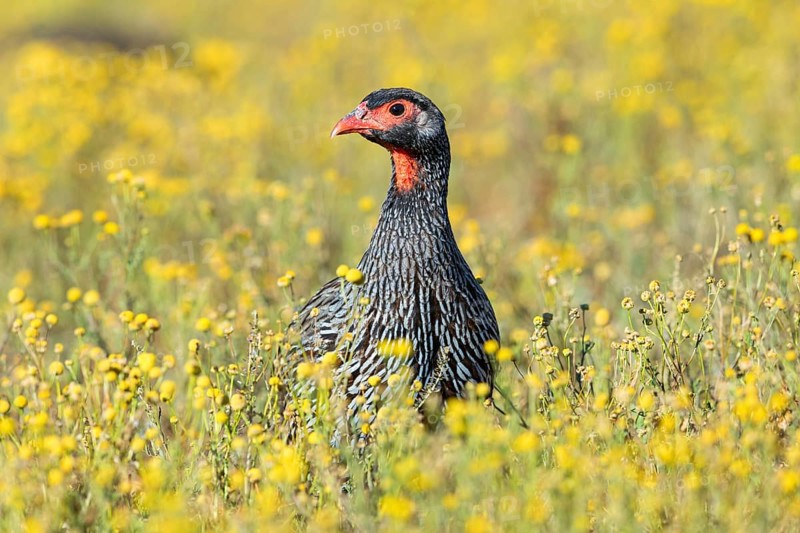 Red-throated francolin, (Francolinus afer), animals, birds, pheasant family, Addo Elephant National Park, Addo, Western Cape, South Africa, Africa