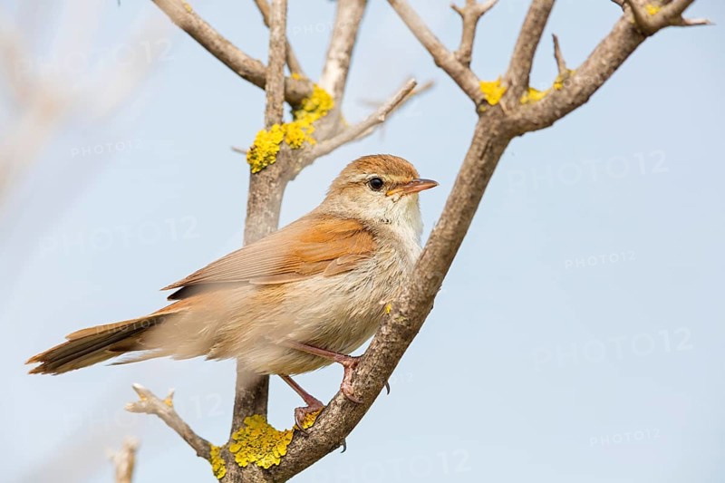 Silky warbler, (Cettia cetti), songbird, perching warbler, warbler family, Lesbos Island, Lesbos, Greece, Europe