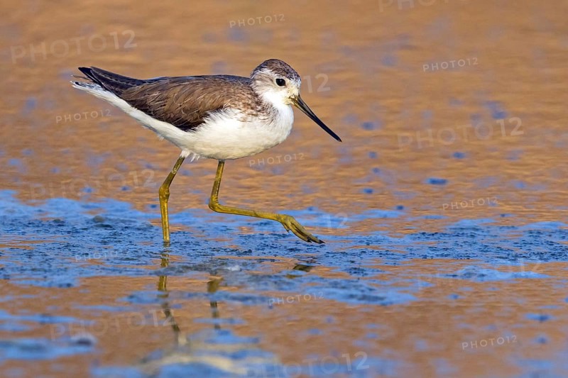 Pond sandpiper, (Tringa stagnatilis), animals, birds, limicolous birds, biotope, habitat, foraging, mudflats, waters, reflection, sideways, Middle East, snipe family, Khawr Rawri, Salalah, Sohar, Oman, Asia