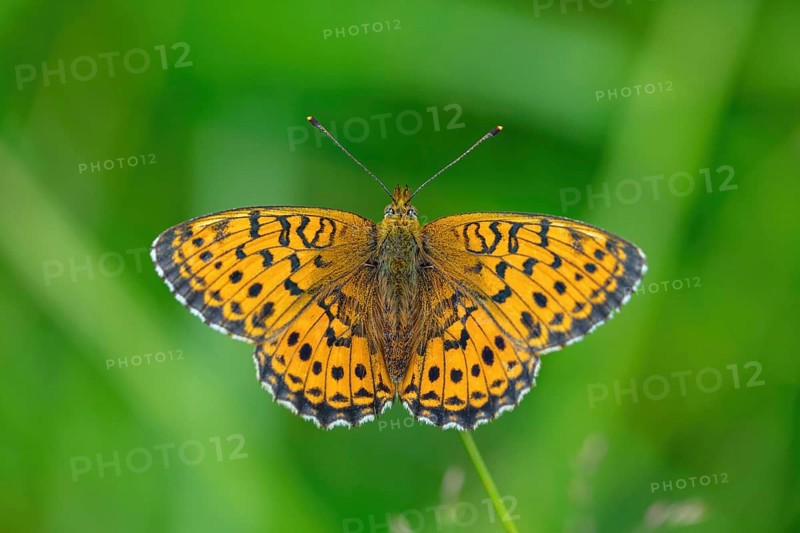 Meadowsweet Pearl-bordered Fritillary, Meadowsweet Pearl-bordered Fritillary, Violet Silver Fritillary, (Brenthis ino), Noble Butterfly, Butterfly, Butterfly, Insect, i, Black Forest, Feldberg-Region, Baden-Württemberg, Germany, Europe