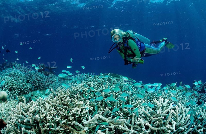Diver at coral reef with coral fish, Chromis viridis, Maldives, Indian Ocean, Meemu Atoll, Asia