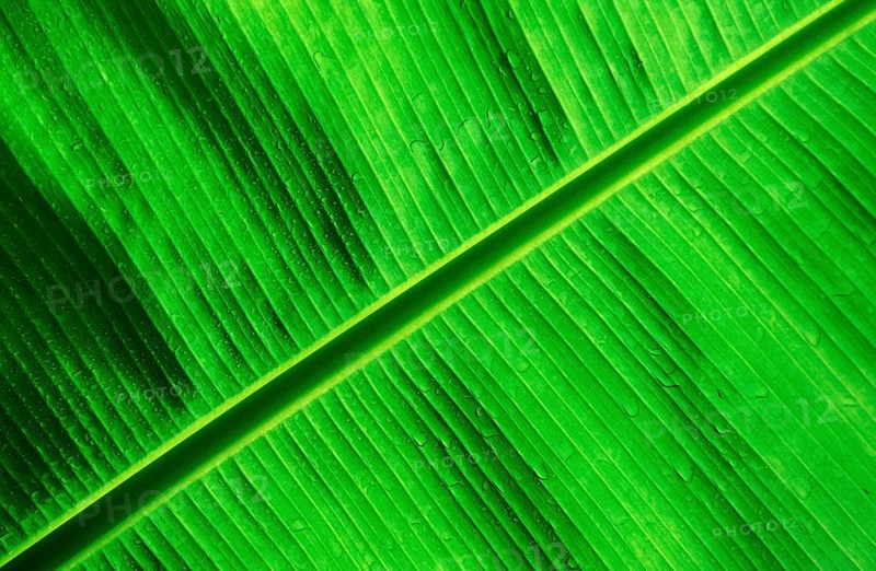 Founder Palm fronds, Papua New Guinea, New Britain, Kimbe Bay, Oceania