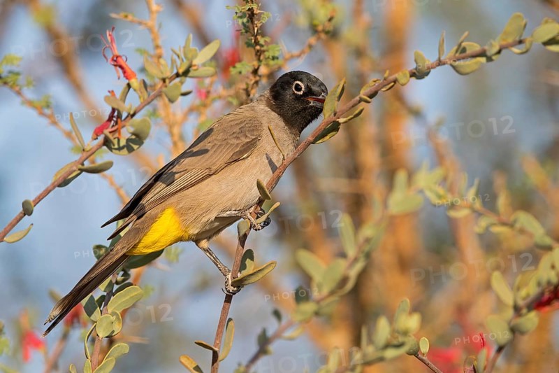 Yellow-breasted Bulbul, Songbird, True Bulbul, (Pycnonotus xanthopygos), Vallombrosa Bulbul, Perching, Mudday, Salalah, Dhofar, Oman, Asia